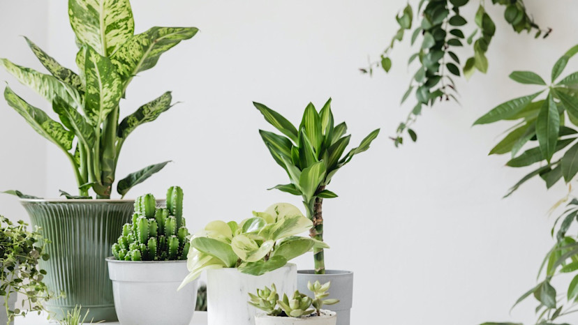 Low-Light Indoor Plant Guide: 17 Easy-to-Grow Houseplants - 2024 ...