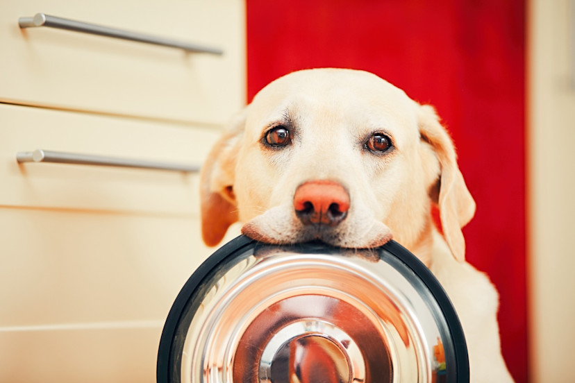 Can Dogs Have Paprika? 3 Health Risks for Dogs 2024 MasterClass