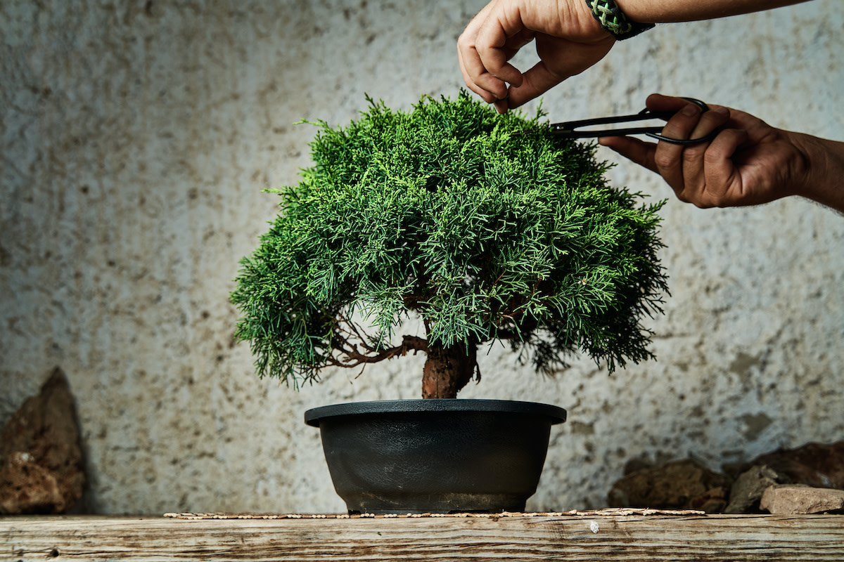 Bonsai Tree Care Guide How to Grow a Bonsai Tree 2022 MasterClass