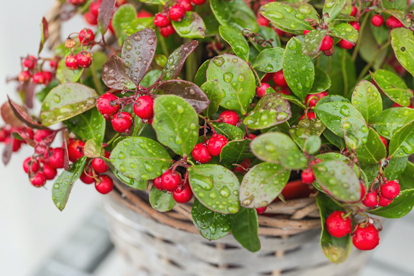 Wintergreen Plant Guide How to Grow Wintergreen Plants 2024