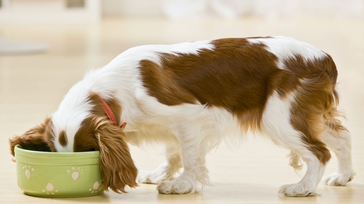 are pine nuts good for dogs