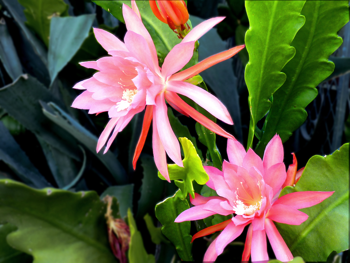 Epiphyllum Care: How To Grow Orchid Cactus - 2024 - MasterClass