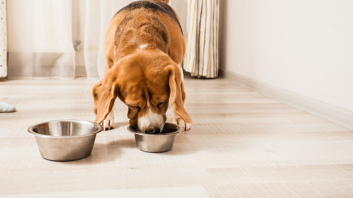 Can Dogs Have Squid? Benefits and Risks of Squid for Dogs - 2022 ...