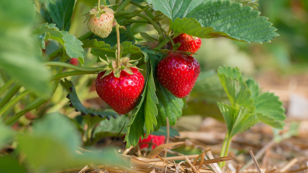 Winterizing Strawberry Plants How to Winterize Strawberries 2022