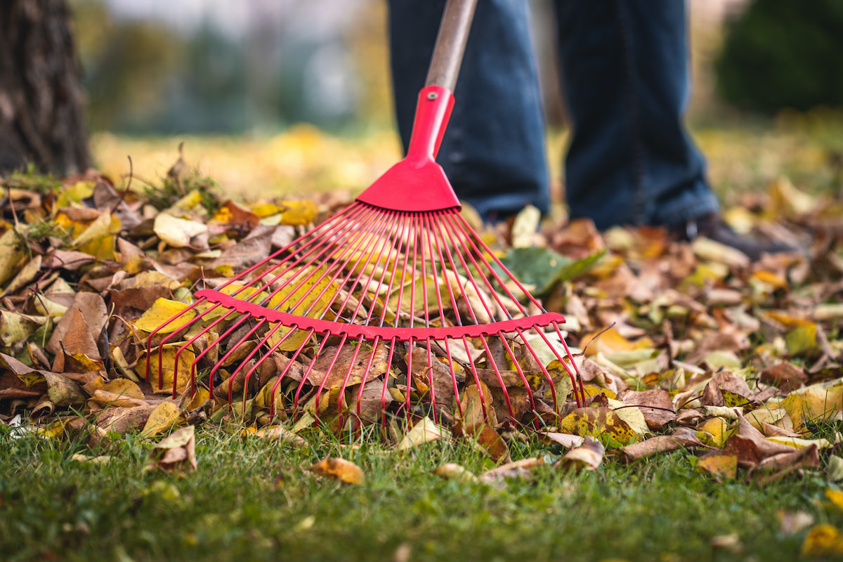 12 Types of Rakes: Different Rake Tools and Uses - 2024 - MasterClass