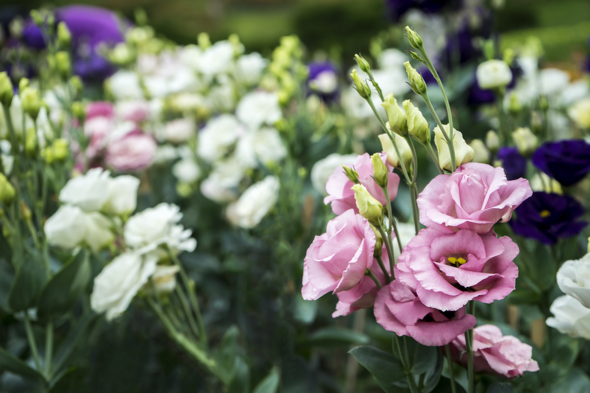 Lisianthus Russell