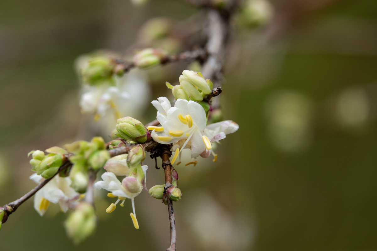Winter Honeysuckle: How to Care for the Honeysuckle Shrubs - 2026 -  MasterClass