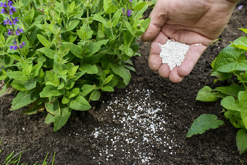 What Does Lime Do to Soil? 3 Reasons to Lime Your Garden 2024