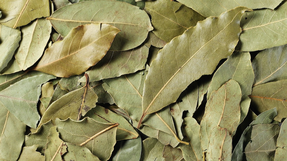 Bay Leaf - Fresh or Dry, It's a Plant with Many Uses