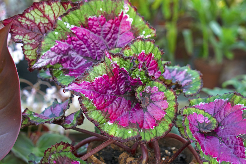 Rex Begonia Plant Care How to Grow Rex Begonias 2024 MasterClass