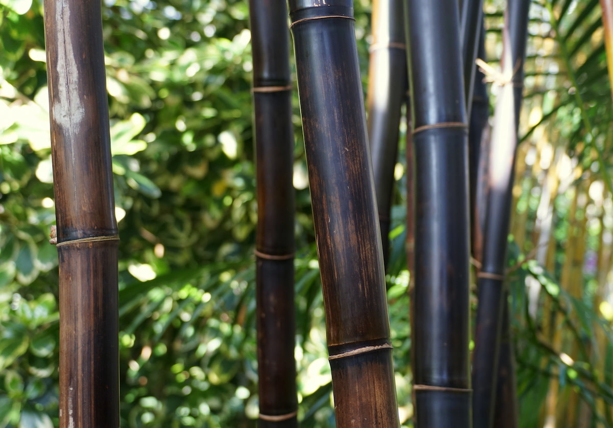 All About Black Bamboo How to Grow Black Bamboo 2022