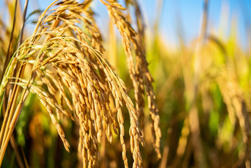 watching-rice-grow-at-the-most-beautiful-place-on-earth-asia-china