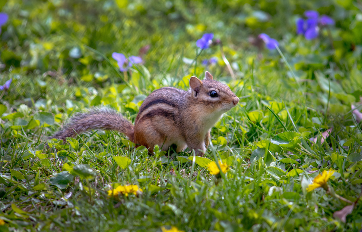 Chipmunk Trapping and Removal – Chipmunks digging in your mulch beds, lawn,  or gardens?