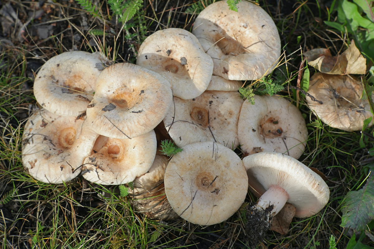 edible mushrooms pictures