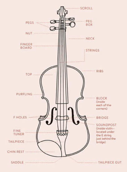 Pink diagram of violin with parts labeled