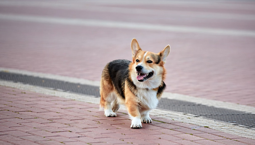 Corgi Training Overview: How to Train Your Corgi - 2024 - MasterClass