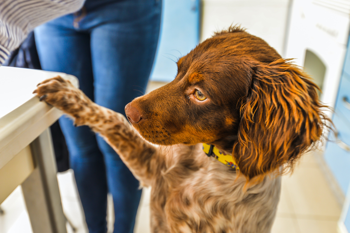 are melon seeds safe for dogs