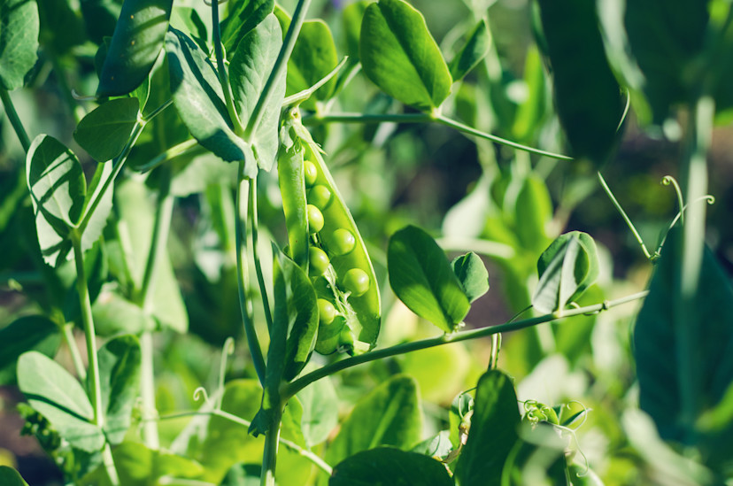 How to Grow and Harvest Peas in Your Home Garden - 2024 - MasterClass