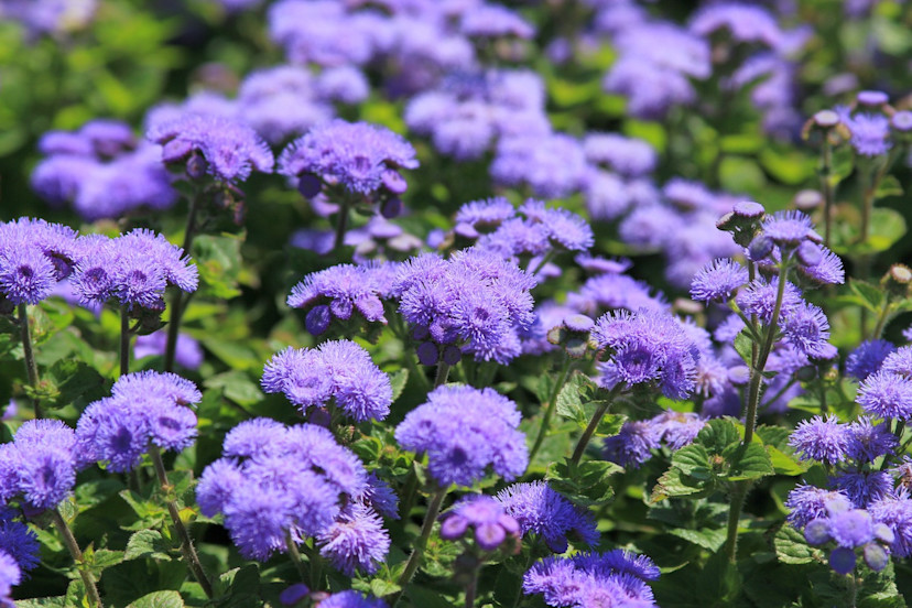 Ageratum Care Tips How to Grow Ageratum Plants 2024 MasterClass