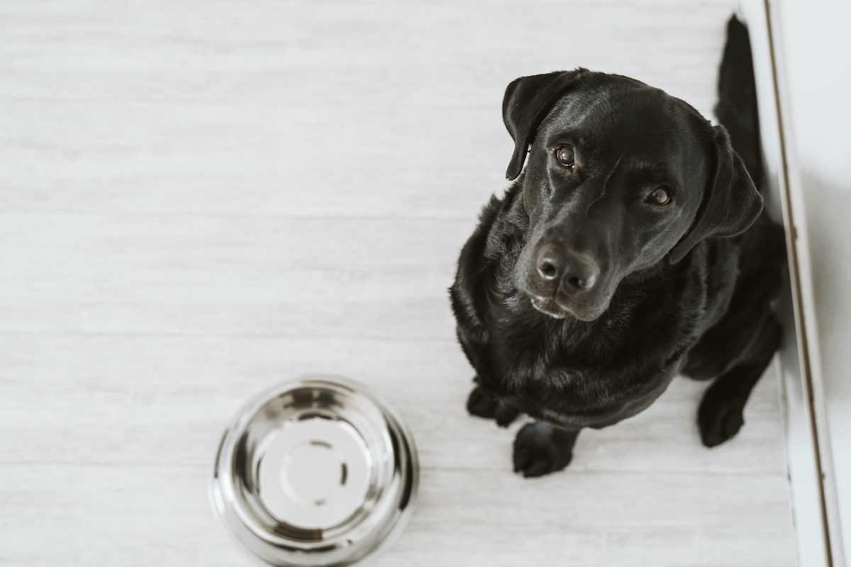 collard greens for dogs