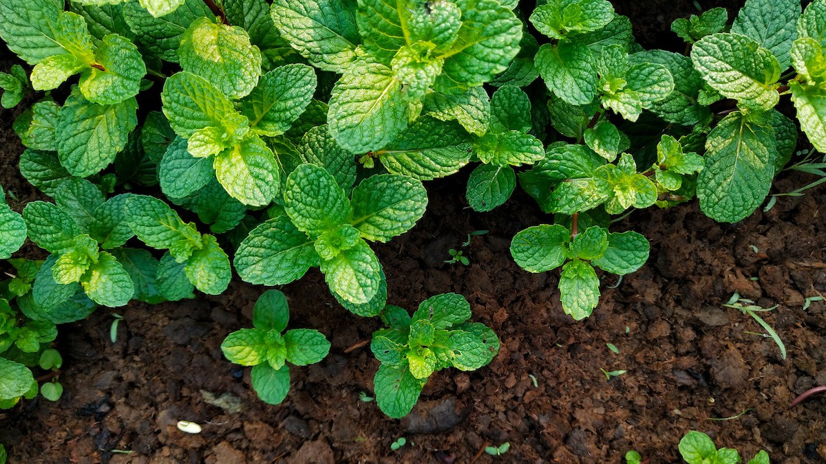 Mint Companion Planting: What to Plant With Mint - 2024 - MasterClass