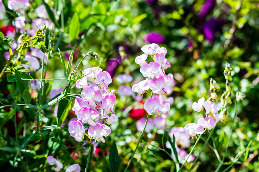 Sweet Pea Gardening Guide: How to Grow Sweet Peas - 2024 - MasterClass