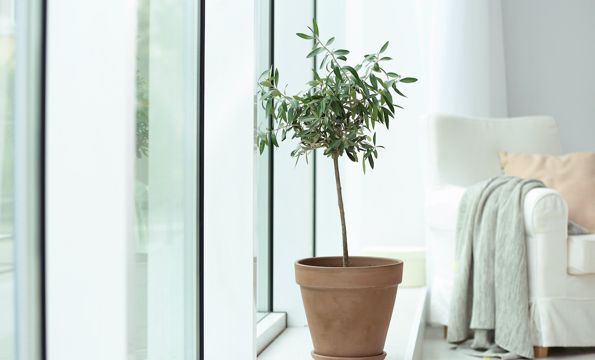 How to Grow an Olive Tree Indoors 4 Care Tips for Olive Trees 2022
