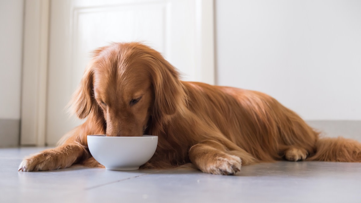 Can Dogs Eat Acai? How to Safely Feed Your Dog Acai - 2024 - MasterClass