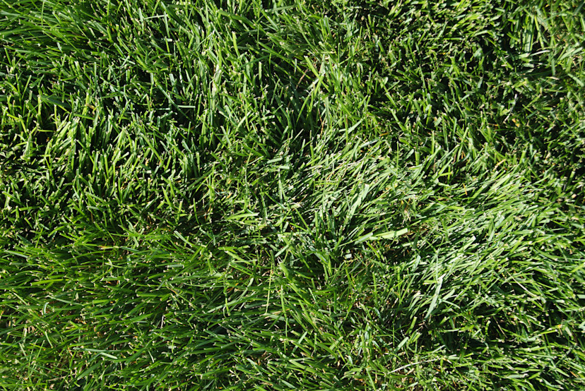 CoolSeason Grasses How to Plant CoolSeason Grass 2024 MasterClass