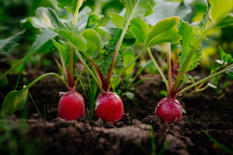 How To Grow And Care For Radishes 5 Care Tips For Radishes 21 Masterclass