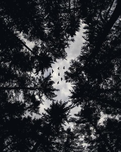 Birds in the sky through trees