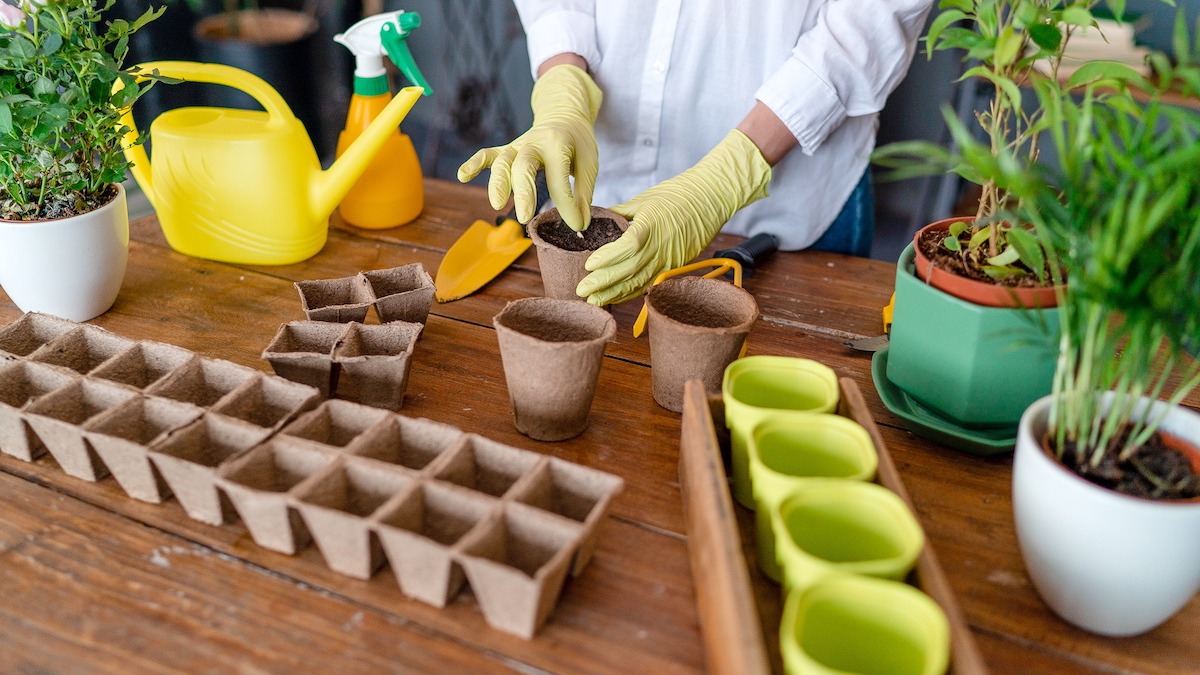 hardening off seedlings before transplanting