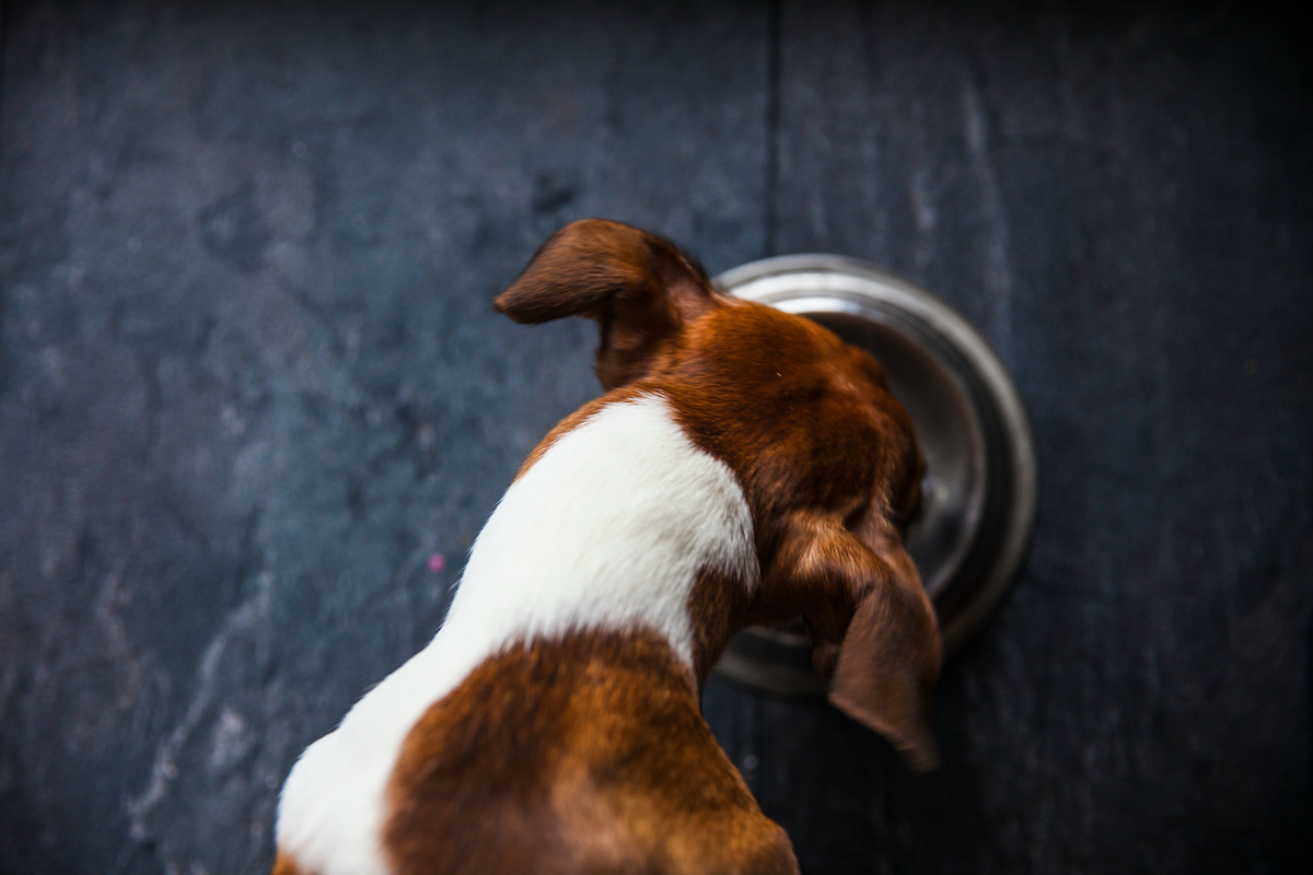 are lobster shells bad for dogs