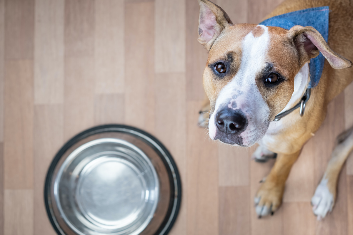 Can dogs hotsell eat granola