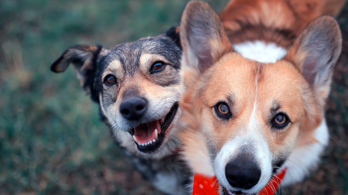 Is cotton candy 2025 bad for dogs