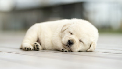 puppy-development-by-week