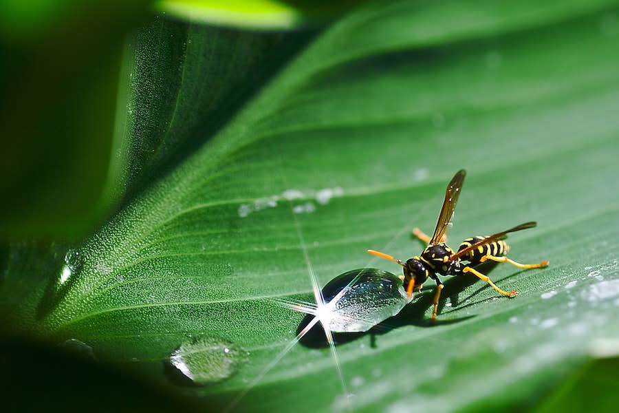 animal-close-up-dew-158725