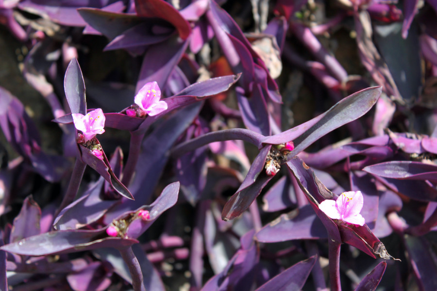 purple heart plant care guide