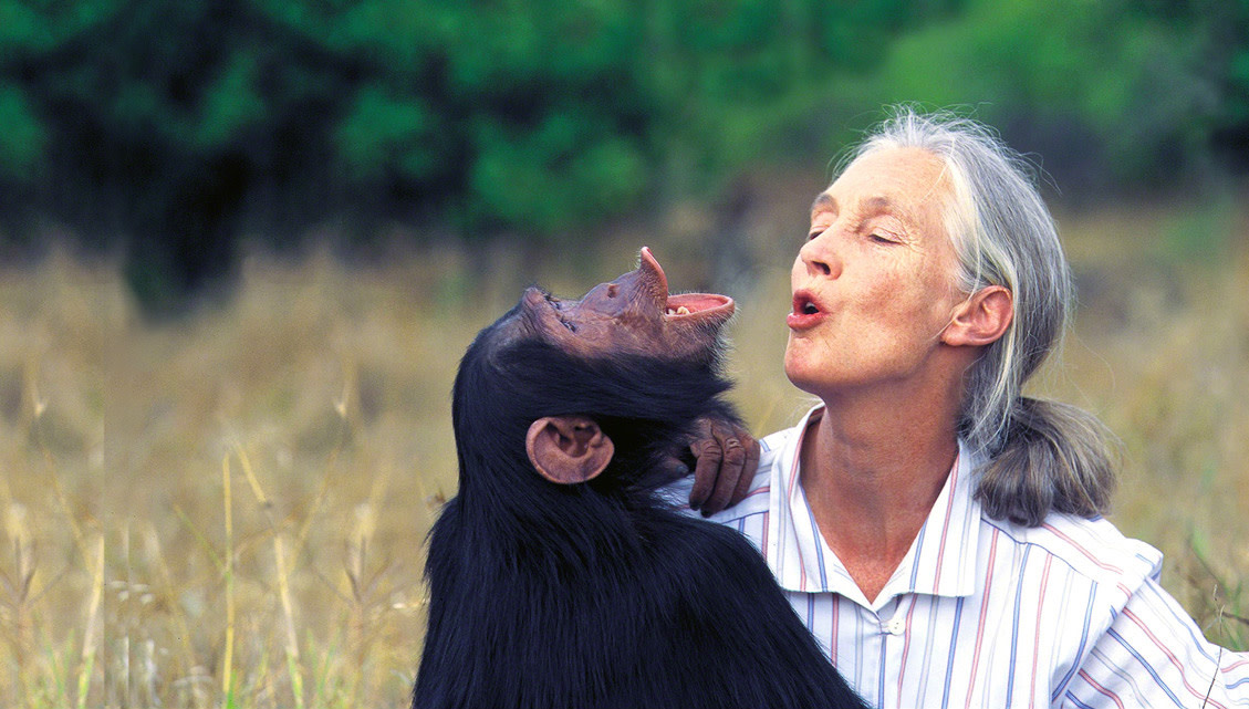 jane-goodall-jg-chimp