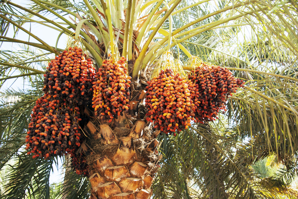how to grow and care for date palm trees at home - 2023 - masterclass