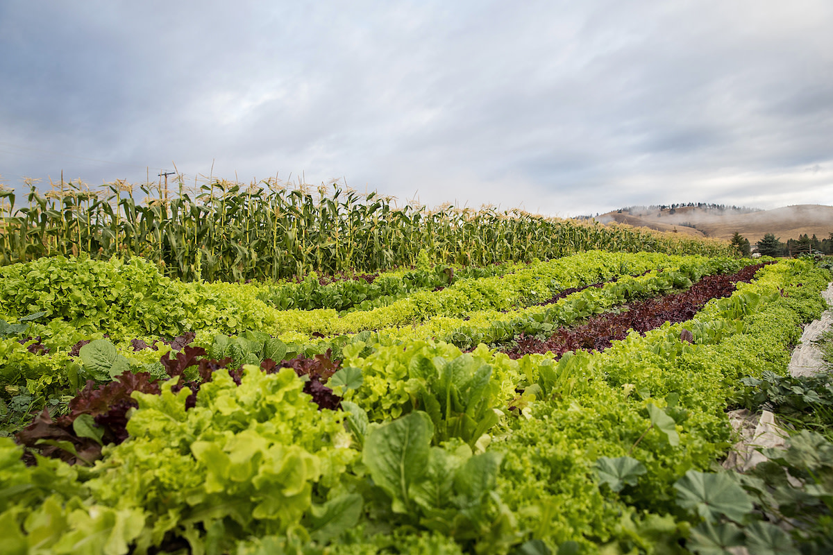 Vegetable garden