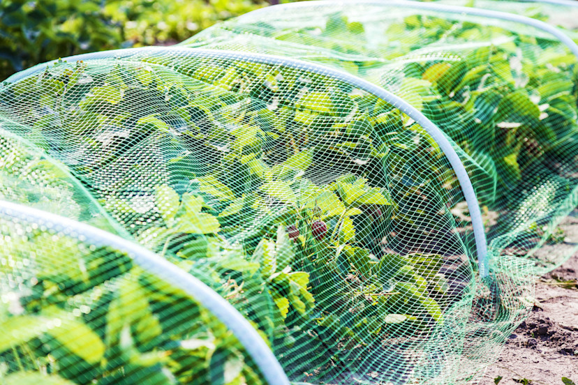 How to Keep Birds Out of Your Garden 5 Humane Methods 2024 MasterClass