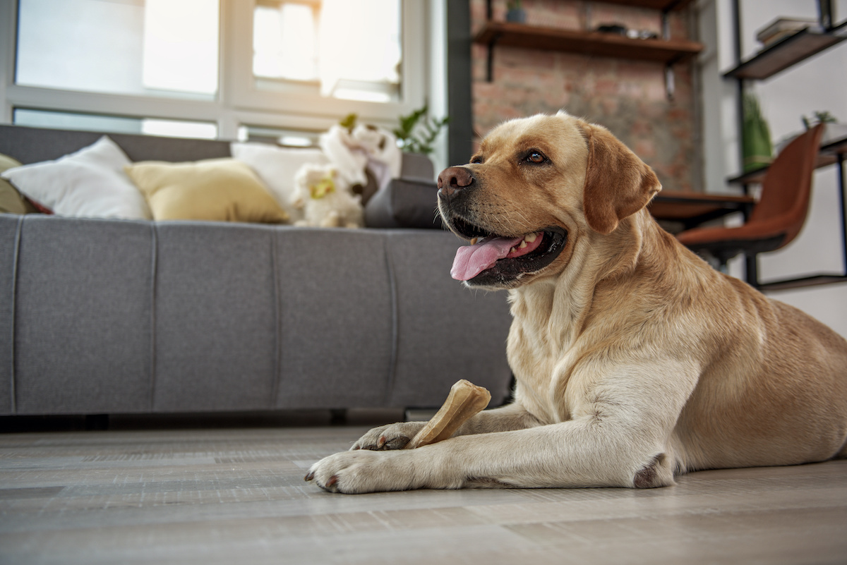 are potato peels good for dogs