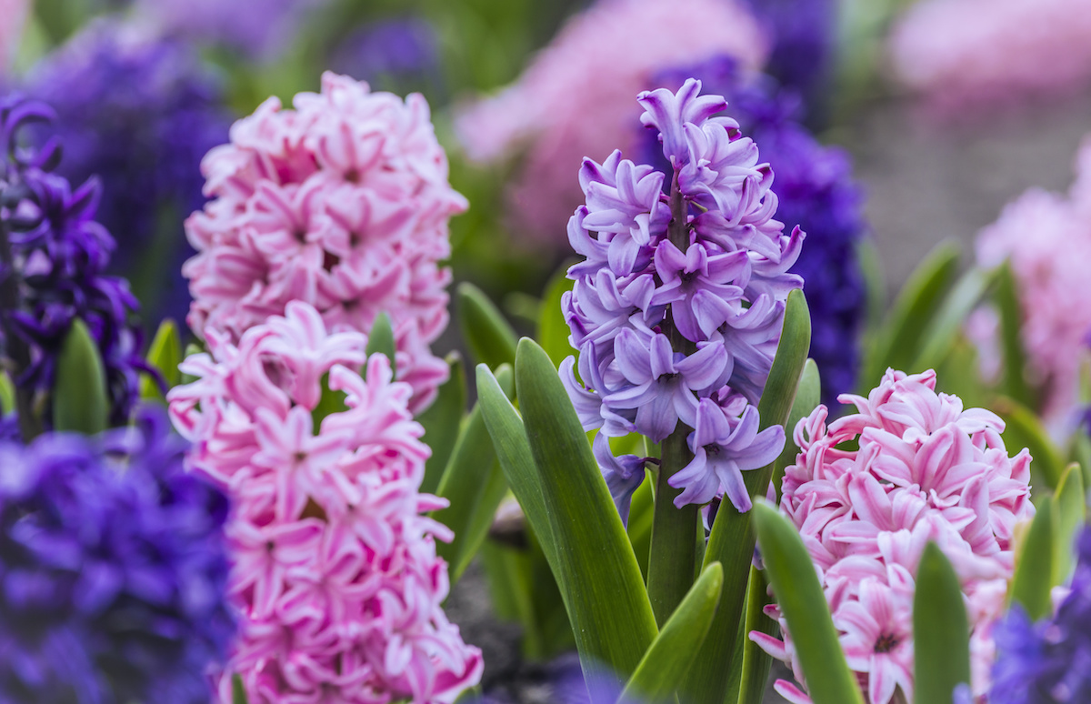 How To Grow Hyacinths: 3 Care Tips For The Vibrant Spring Flowers ...