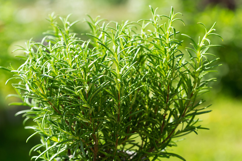 Rosemary Grow Guide How to Grow and Care for Rosemary 2024 MasterClass