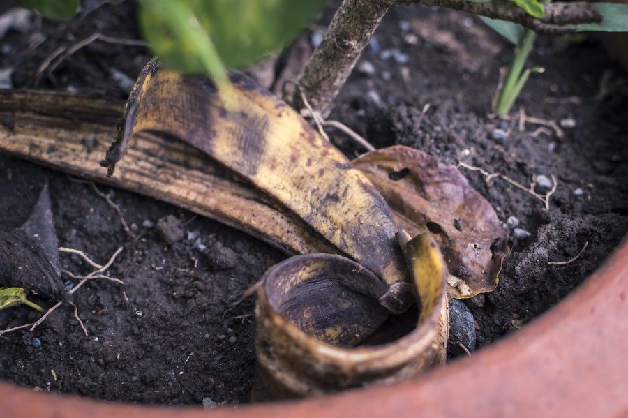 Banana Peel Fertilizer for Feeding the Houseplants