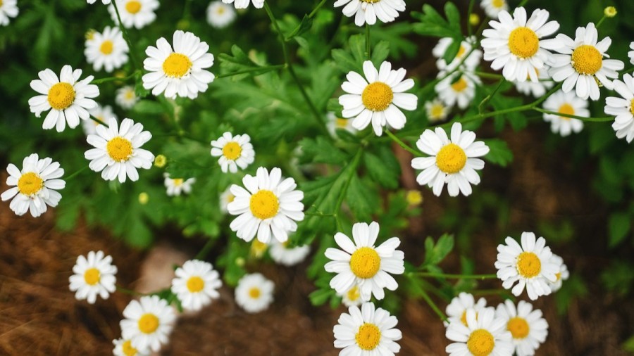 How to Grow Chamomile in Your Home Garden - 2022 - MasterClass