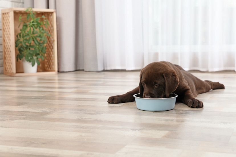Can Dogs Eat Baby Food? 5 Baby Foods for Dogs 2024 MasterClass