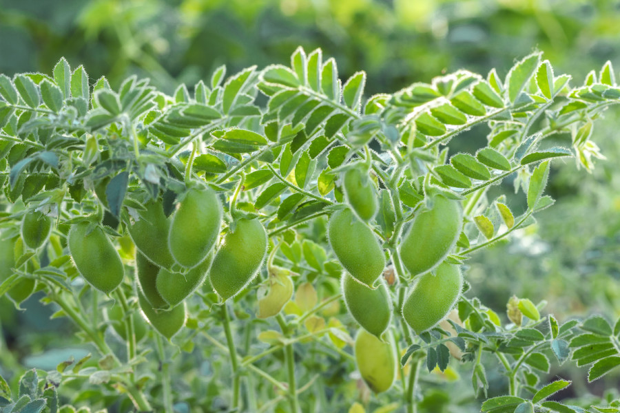 How to Grow a Chickpea Plant: Care Tips for Chickpea Plants - 2021 -  MasterClass