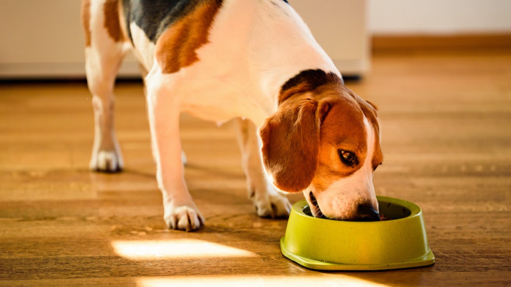 Is Asparagus Good for Dogs? Asparagus Benefits and Risks 2022